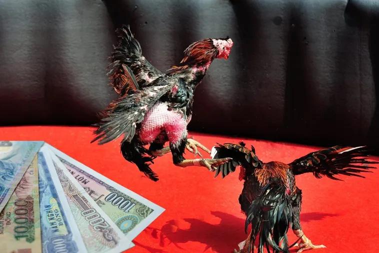 Bật Mí Cách Chơi Đá Gà Sabong Tại SBOBET Luôn Thắng Từ Cao Thủ